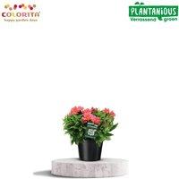 ImgFromURL