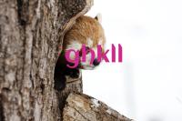ImgFromURL