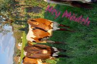 ImgFromURL