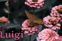 ImgFromURL