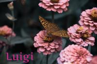 ImgFromURL