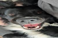 ImgFromURL