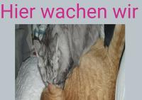 ImgFromURL